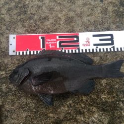 台風通過後の週末、雨の中を釣行！