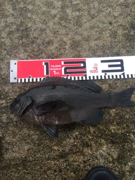 台風通過後の週末、雨の中を釣行！