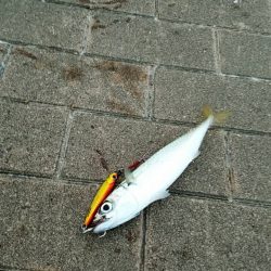 太刀魚狙いで‼