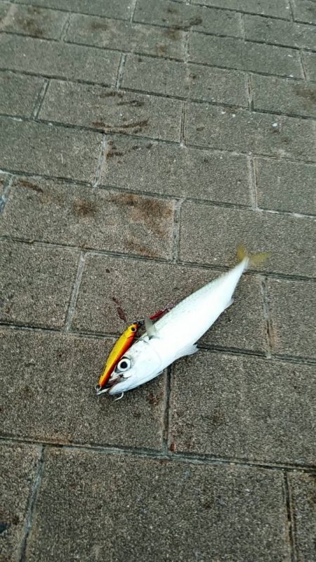 太刀魚狙いで‼