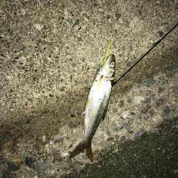 バースデーシーバス!