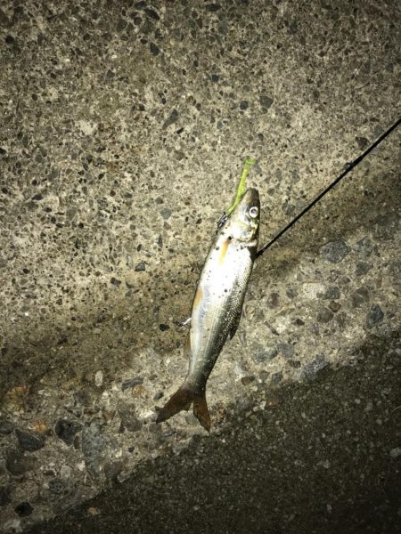 バースデーシーバス!