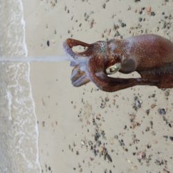 今朝のエギング釣果