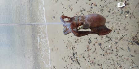 今朝のエギング釣果