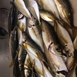 アジング遠征!!3Hショートゲーム