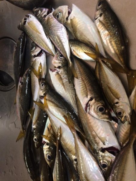 アジング遠征!!3Hショートゲーム