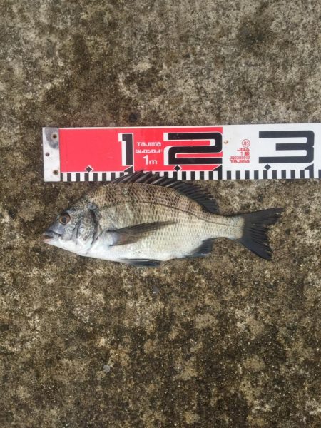 今週の釣果報告！９月２８日（金）