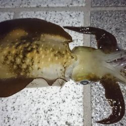 宮津でアオリイカ