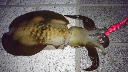 宮津でアオリイカ