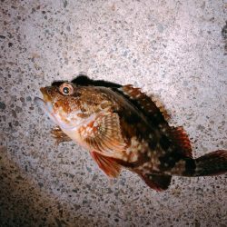 初スーパーライトショアジギング