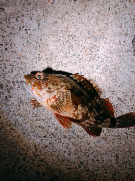 初スーパーライトショアジギング