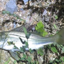 仕事サボっての釣行でした。