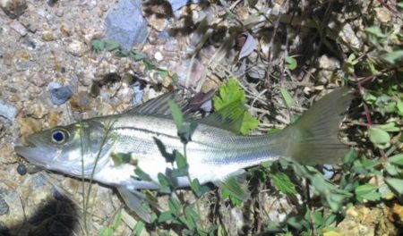 仕事サボっての釣行でした。