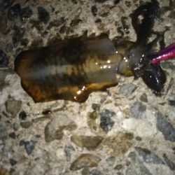 ナイターエギング