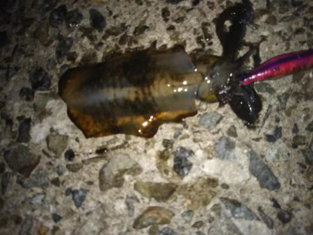 ナイターエギング