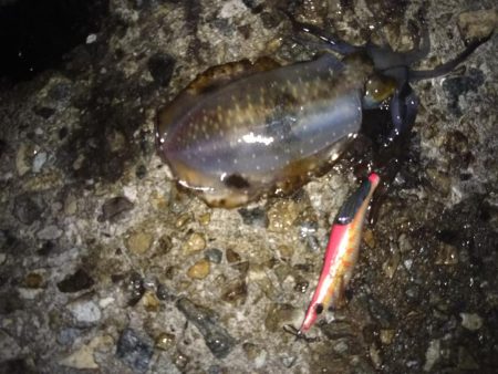 ナイターエギング