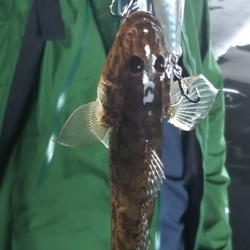 河口ライトゲーム