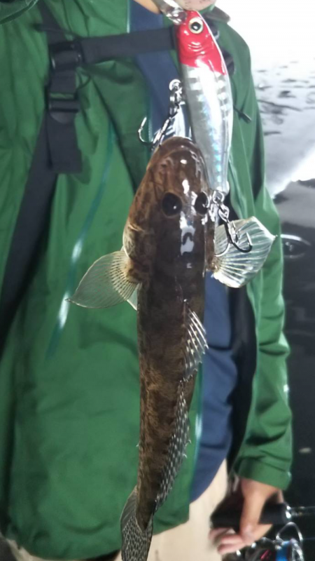 河口ライトゲーム