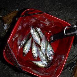 虫ヘッドでアジング