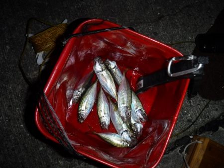 虫ヘッドでアジング