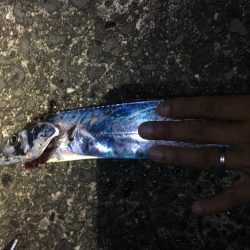 タチウオ入れ食い