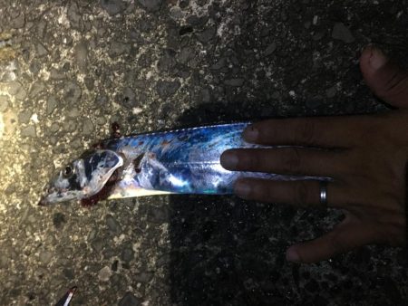 タチウオ入れ食い