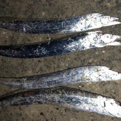 癒しのタチウオ!