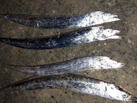 癒しのタチウオ!