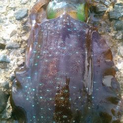 今秋初のボイントで｡