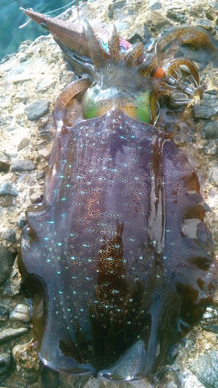 今秋初のボイントで｡