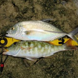 ウェーダーで…