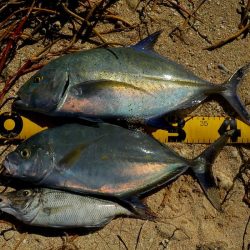 バラシが多く・・・