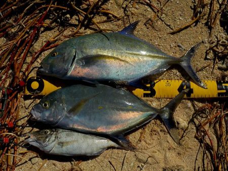 バラシが多く・・・