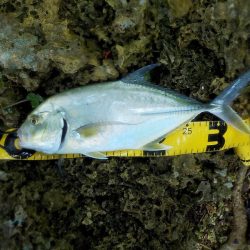 あまり釣れません。