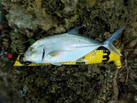 あまり釣れません。