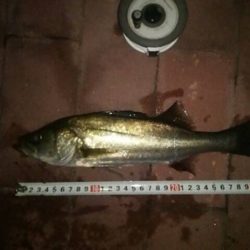 大きくなった？　～豊洲ぐるり公園～