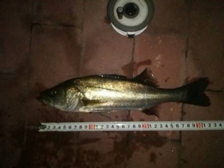 大きくなった？　～豊洲ぐるり公園～