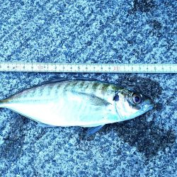 小坪朝マズメ アジ