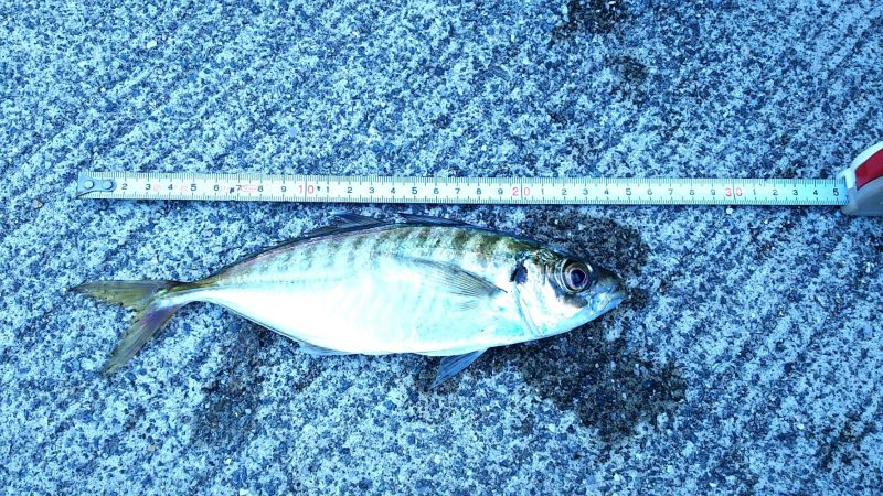 小坪朝マズメ アジ