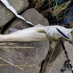 ランカーサイズ！