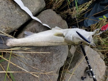 ランカーサイズ！