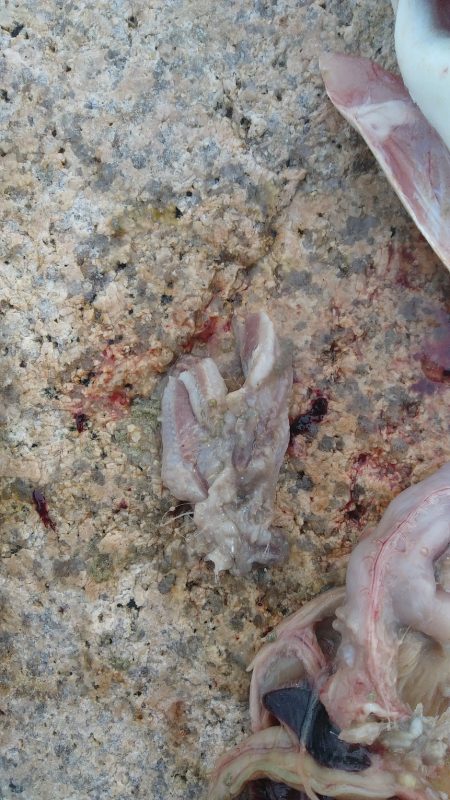 藤江海岸でツバス