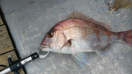 虎ノ介さんでタイラバでタイ3枚