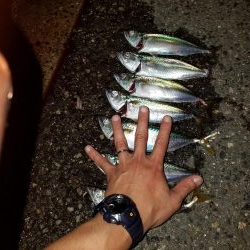 アジングにて、サバが爆釣！