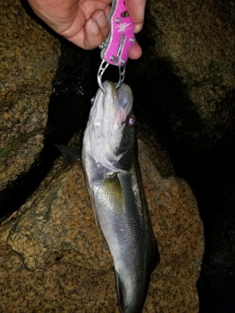 初秋の雨上がりに