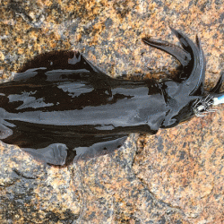 男鹿島エギング(2018-4)