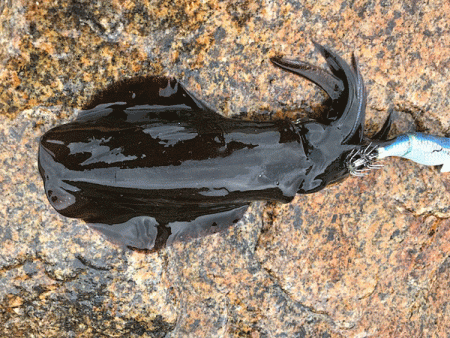 男鹿島エギング(2018-4)