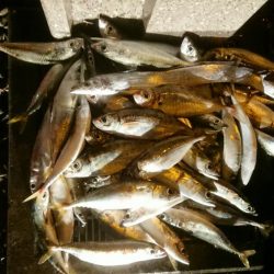 アジはナイスサイズ