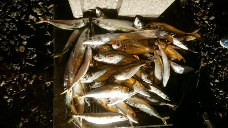 アジはナイスサイズ