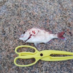 ボチボチな釣果